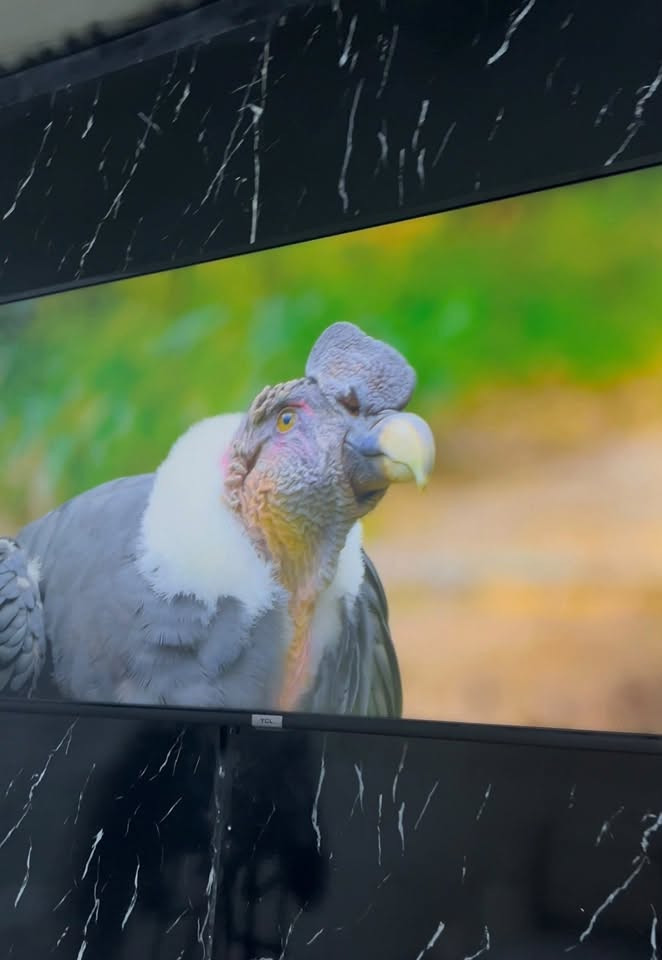 سلام عليكم شاشه tcl بوصه50 الموديل موجود بل منشور  للبيع بدون ريموت ضعف في اللدات بغداد الشعب ***********
السعر 150 الف
