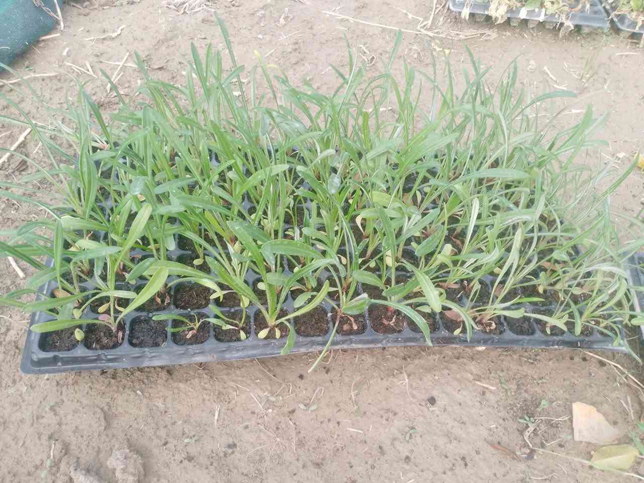 على بركه الله 
تتوفر دايات 
كزانيا بذور F1
فلفل زينه بذور F1
استر بذور محليه 
جاهزه للتحويل ***********
