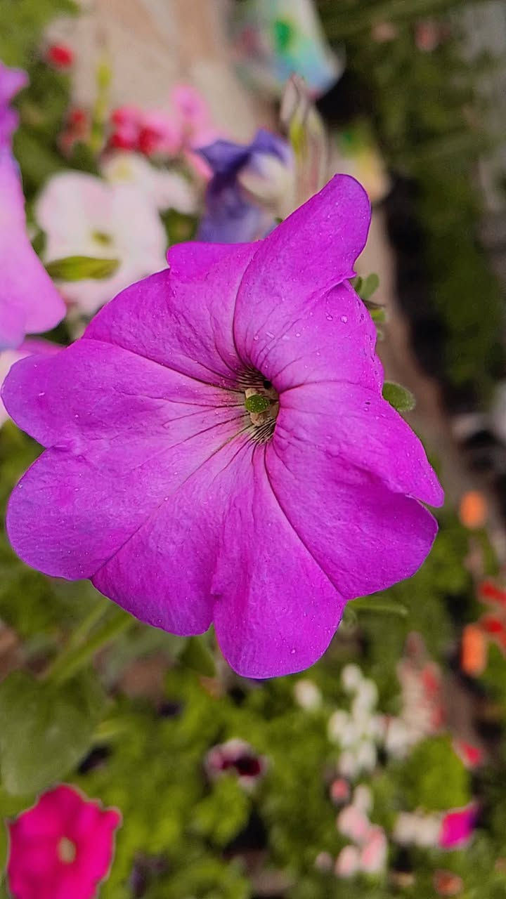 السلام عليكم ورد طبيعي على الف توصيل موجود


**إذا كنت صاحب هذا الإعلان وتريد حذفه لأي سبب، رجاءا أرسل رسالة إلى الدعم الفني**