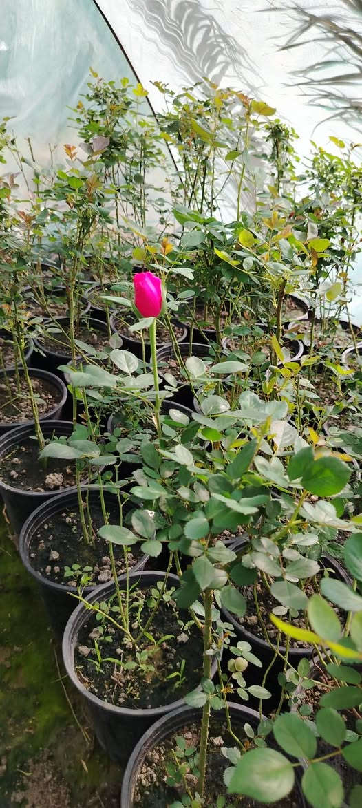 ورد جوري السلطاني عراقي السعر 5000 دينار الارتفاع متر حجم السندان 26


**إذا كنت صاحب هذا الإعلان وتريد حذفه لأي سبب، رجاءا أرسل رسالة إلى الدعم الفني**