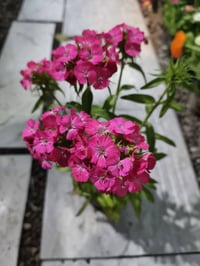 ورد • نباتات • سبرسج