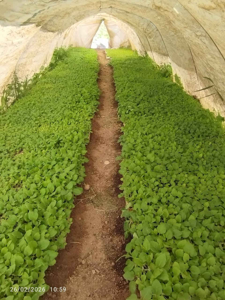 يوجد لدينا كافة انواع الدايات بذور متعهد  الاستفسار لاتصال على الىرقم ***********
***********
