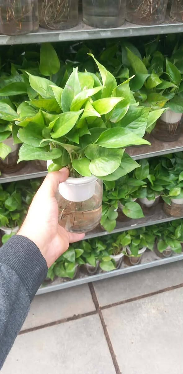 ياالله ... وجبه جديده🔥
#معرض_زهره_الگاردينيا 🌿💚 

"🌿💚 نباتات ظلية مُستوردة 🌸

- أنواع فاخرة ومُختارة بعناية
- جودة عالية وضمان استمرار النمو
- توصيل سريع لجميع المحافظات

مستلزمات النباتات توفرت كلها يمنا ✨
(برلايت/بيتموس/احجار الليكا/مجذر/مقوي / احجار ملونة/سماد  )
 انواع السنادين بلاستك وسيراميك ☘️✨
العنوان // بغداد سبع ابكار 
التوصيل// متوفر لكل المحافظات  

للحجز والاستفسار، راسلونا على الصفحة 📲💬
 هذا الرقم بي واتساب 
***********

أسعارنا تنافسية وخدمتنا مميزة 🌟 
 معرض زهره الگاردينيا  - وين ما تحتاجون النبات، احنا بخدمتكم  🌿💕

#مشتل_ومعرض_زهره_الگاردينيا #نباتات_ظلية #مستوردة #بيع #العراق" #اكسبلور #نباتات
#نباتات_منزلية #مشتل #ازهار #ورود #ورد_طبيعي
