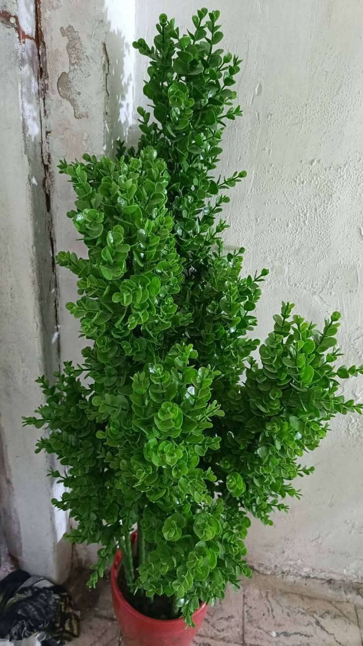 14 خصله اكو بها 100 طولها واكو 90 واكو 80 14 خصله ويا السندانه 25,000 عنوان بغداد بارك السعدون... ////***********
