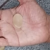 در نجفي   قديم  سعره  عل خاص  07826985207