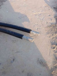 ضفيره • ام خطين • ضخمه