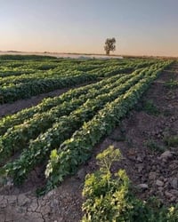 بستان • ١٢٠ دونم • قاسم السفسار بابل