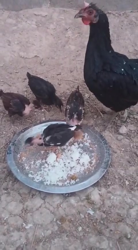 مكلف بالنشر
1.دجاجه عرب وراها اربع افراخ كبار شلوحي 

2.دجاجه وراها 12 فراخ زغار وثنين افراخ فسيفس زغار

3.فسيفسات سبع مخاليف ثنين كبار 

المكان البصرة المدينة بني منصور الحوش الشراي حياه يتصل أو يراسل وتساب على هذا الرقم صاحب الحلال ‏‪7716478544‬

ستار البصراوي


**إذا كنت صاحب هذا الإعلان وتريد حذفه لأي سبب، رجاءا أرسل رسالة إلى الدعم الفني**