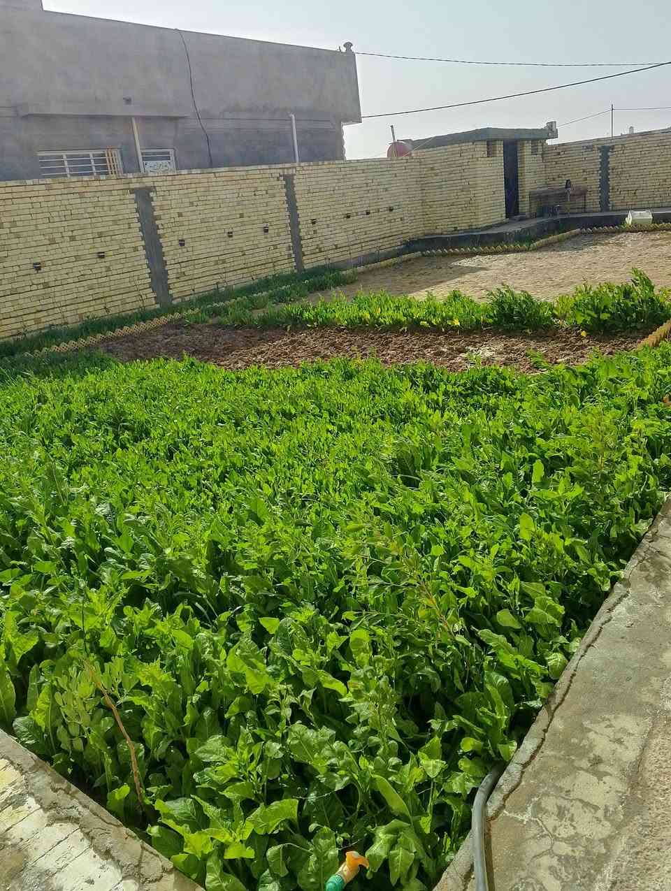 السلام علیکم دار للبیع  العنوان صویره مقابل محطه رضا الصالح  المساحه الکلیه800م مساحه البناء400م یحتوی علئ اربع غرف نوم +صاله کبیره+مطبخ حار وبارد +مضیف کبیر + مسبح خارجی +صحیات خارجیه  سند 25 طابو زراعی ***********
