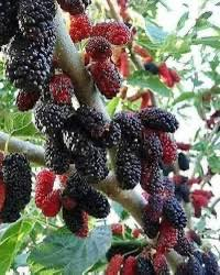 مشتل زيد للتواصل ***********
تم توفير التفاح الشرابي ارتفاع من مترين ونص الى ثلاثة امتار سعر الشتلة3000

تم توفير التكي الكندي ارتفاع من مترين الى مترين ونص سعر الشتلة 3500

عنواني الحويجه بالقرب من سيطرة البگارة
