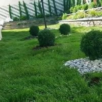 نجيل طبيعي • رولات جاهزة • بذرة أمريكية