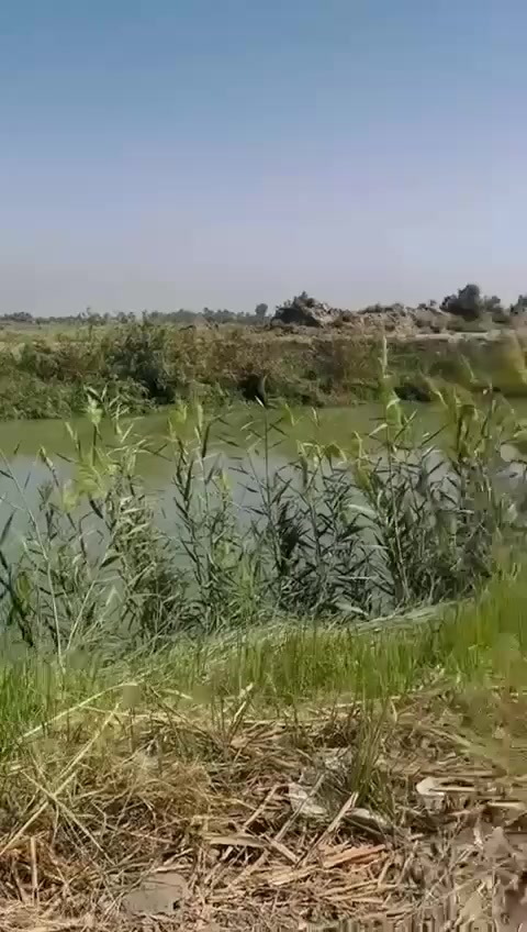 ارض زراعية للبيع مباشر على شط الدغارة عالتبليط تصلح مزرعة او جامع او موكب او بيت سكن كافة الخدمات متوفره المساحة 3 دونم  تبعد عن سوق الدغارة 4 كيلو جهة صدر الدغارة مزروع بها نخيل 80 نخله 
السعر الدونم 60 مليون 
***********
