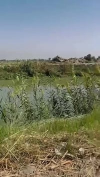 الدغارة • ٣ دونم • ٨٠ نخلة