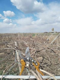 يوجد كادر تقليم انواع الفوكة شقل رقم واحد التصال 07800846701 خابر تدلل