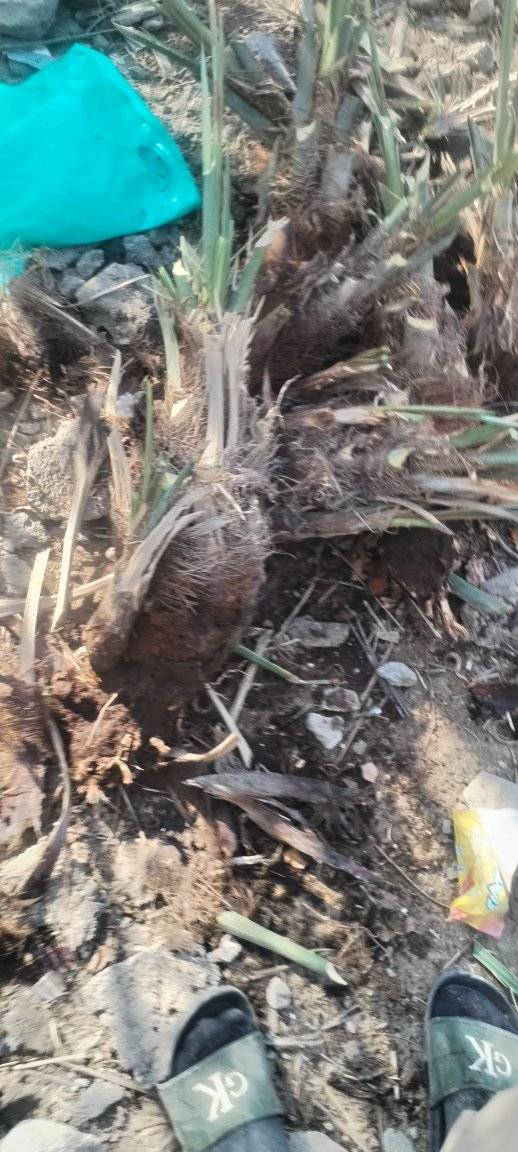 السلام عليكم متوفر فسائل شكر
العنوان ناصريه الشوفه
***********
سعر الفسيله ب4 الاف
