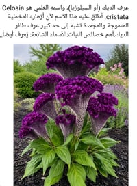 عرف الديك  بذوركم ويانا غيـرر🪖?? مغلف(( الفين دينار)) توصيل ((5)) للمح...