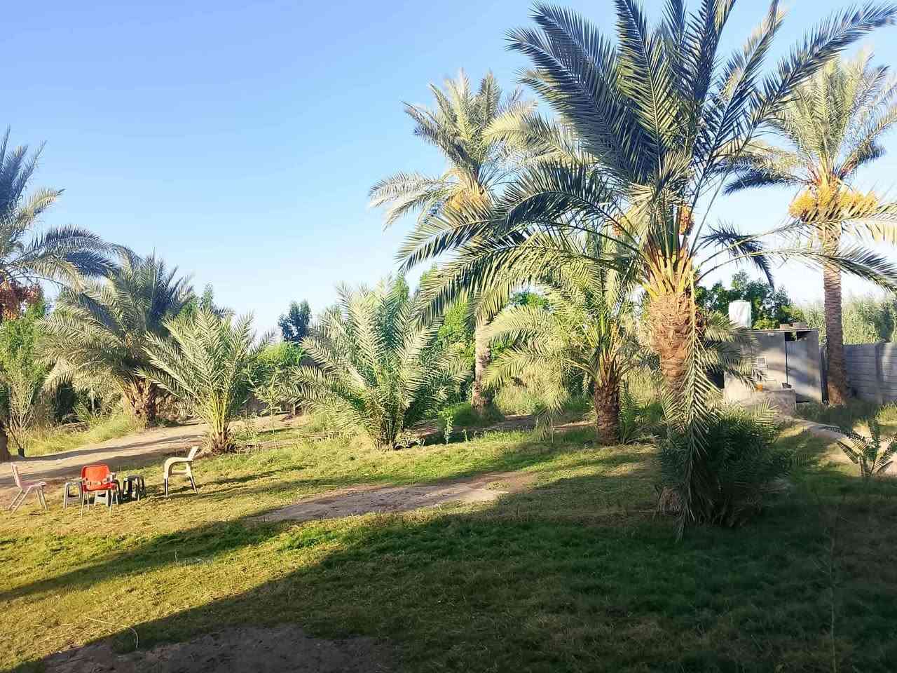 السلام عليكم
للبيع....
بستان +بيت
 المساحة 3260 مربع 
مساحه البيت ٣٥٠ م
زراعي بناء مرتب حديث بلوك
طابق واحد يتكون من ٥ غرف صحيات داخليه وخارجيه
نخل مثمر عدد ٣٠ نخله حديقه اماميه للبيت
عقد ١١٧ بستنه
على نهر دجله يبعد عنه ١٠٠ متر
ويبعد عن شارع التبليط ١٠٠ متر
يمه مدرسه ومسوصف وخدمات كامله 

المكان واسط الكوت
قضاء النعمانيه
 منطقة الكراده
السعر ٧٥
موقع ممتاز
للأستفسار***********
***********
