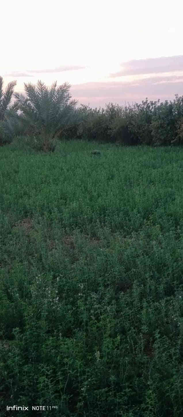 مزرعه للبيع 3 ونص دونم قرار 117 المزرعه مخدومة كافت الخدمات وكافت الأشجار المثمرة نخل مع حمضيات عنب وزيتون ورمان امريكي مشمش تفاح عرموط تين اصفر تين اسود بني مسلم كهرباء محولة ام 400 انارة شارع مدارس متوسطة وابتدائية مستوصف سوك قريب عليها ماء سقي نهر مع بئر مع ماء اسالة مع تبليط السعر عند الاتصال بالرقم *********** العنوان بغداد المعامل الحسينية منطقة السعاده حي الكرار بغداد
