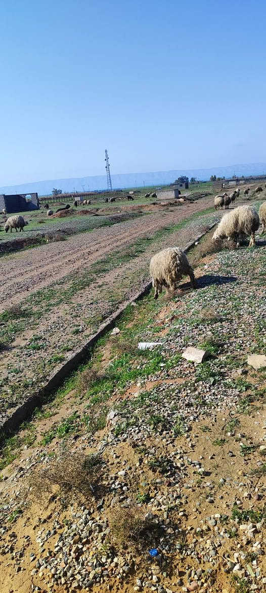 مطلوب عائلة 
اريد عائلة للغنم سراحه وحليب  مكان موجود للسكن بيت غرفتين ومطبخ وحمام وحوش وصحيات +كهرباء 24ساعة +مستشفى بلاش +جامع يم البيت +ماي متوفر 24ساعة +راتب 500+كيس طحين وغنينة غاز وكل يوم جمعة دجاجة ومسواك اذا عندك عائلة راسلني علا هاذة رقم *********** العنوان قضاء مخمور ناحية ديبكة
