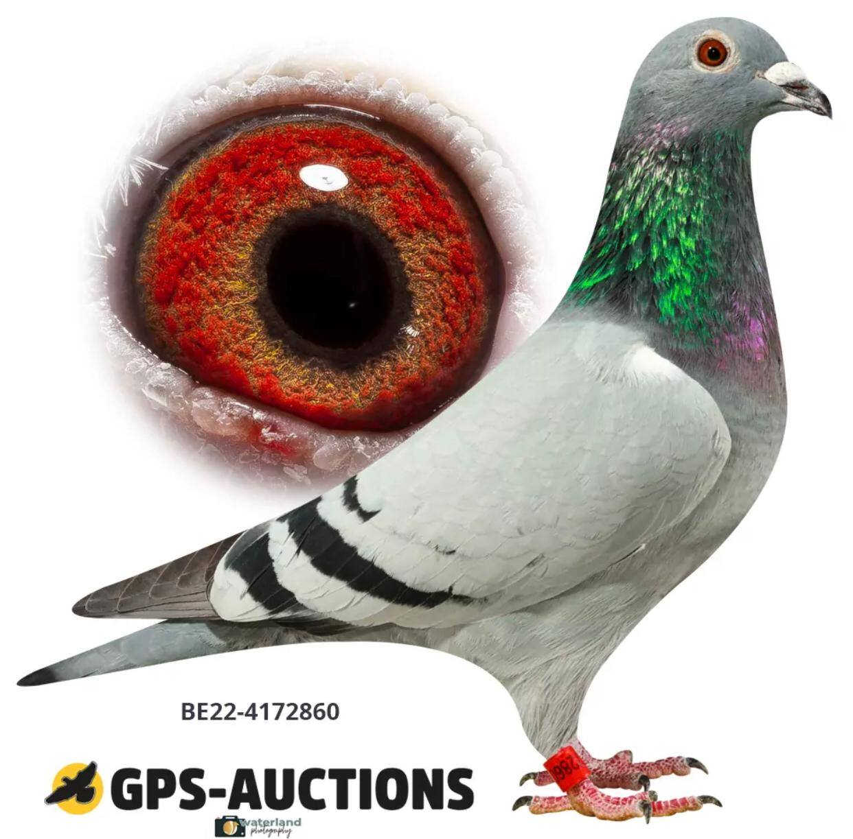 طيره حفيدة الساكان مباشر ( السعر 500 دولار )
ومن جوه حفيدة الكتل + البست كتل 
طيره جميله ودخول جديد 
*********** _ ***********
