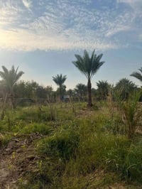 نص دونم للبيع الوجهة 28 النزال 44 الموقع بغداد الراشديه ع بحيره المهند...