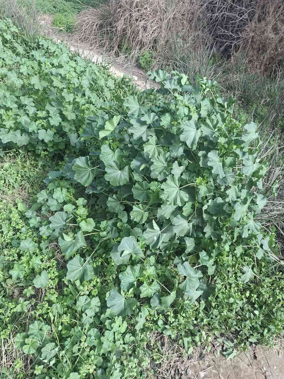 يوجد حشيش متعافي الي عنده حلال ويريده يجي يحشه في سبيل الله مكانه حاوي العلم الناحية القديمة 
هذا رقم صاحب البستان : ***********
