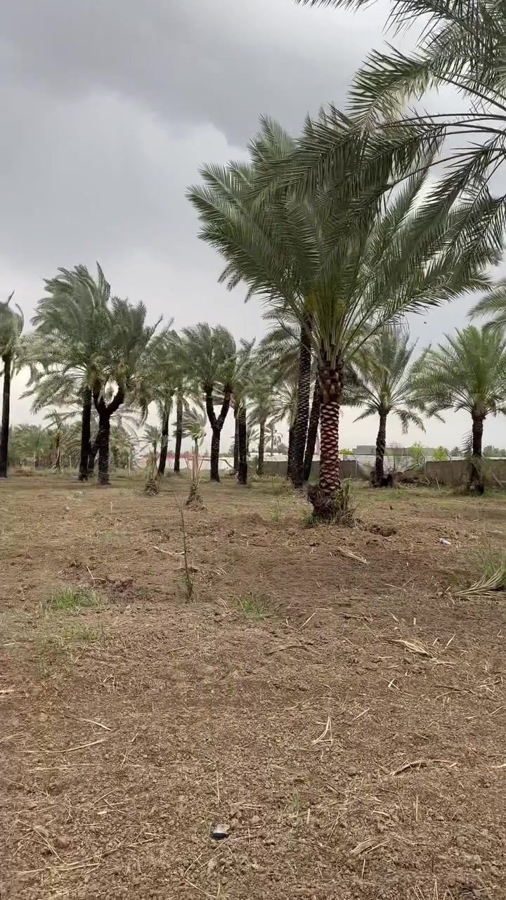 السلام عليكم 
دوانم طابو للبيع العنوان المدائن منطقة الجعاره يبعد عن سدة الجعاره 500 متر مخدومات بلكامل شارع 10 متر 
***********
