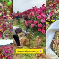 بذور زهور إيطالية • أصلية • توصيل مجاني