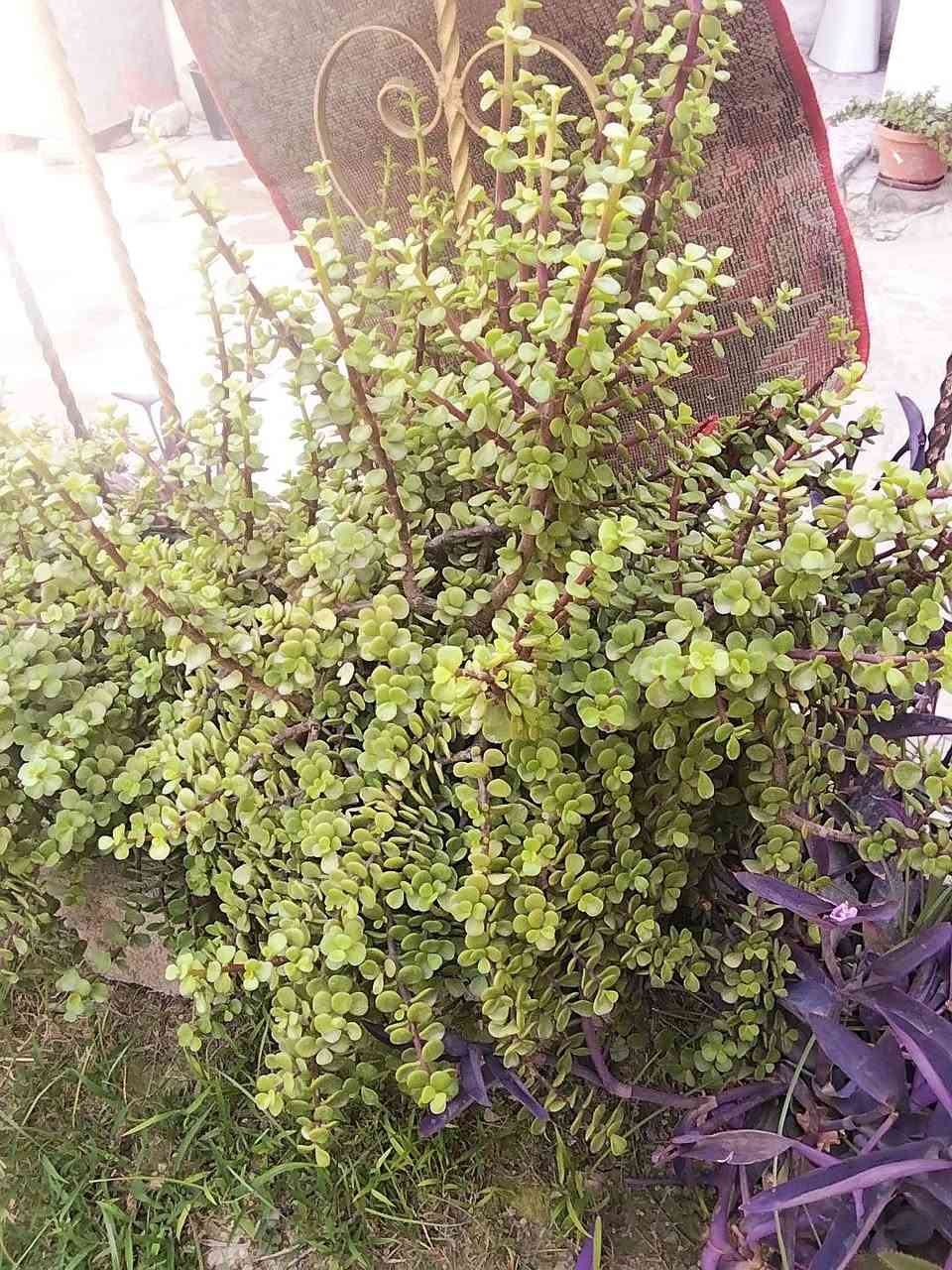 دمعة طفل للبيع السعر 10


**إذا كنت صاحب هذا الإعلان وتريد حذفه لأي سبب، رجاءا أرسل رسالة إلى الدعم الفني**