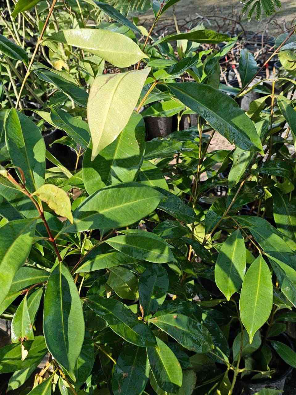 مشتل نباتات نادرة 🌿
🌳 شجرة الجامون 
(Syzygium jambolana)
✨ إذا تبحث عن شجرة مميزة بالشكل والطعم والفائدة… شجرة الجامون خيار قوي وناجح 🌿

🌿 المميزات
✔️ثمار بنفسجية لذيذة وغنية بالفوائد 🍇
✔️ تتحمل الحرارة والظروف الصعبة 💪
✔️ قوية جداً وسريعة التأقلم
✔️ أثبتت جدارتها ونجاحها في أجواء العراق 🇮🇶
✔️ شكلها جميل وأنيق يضيف فخامة للمكان

المتوفر الآن 
📏 الارتفاع: اقل متر
🚚 التوصيل: متوفر لجميع المناطق

🧑‍🌾 معلومات سريعة
تنجح في أغلب أنواع التربة
تحتاج ري بالبداية وبعدها تتحمل
تعيش سنوات طويلة وتنمو بشكل ممتاز

✨ ليش تختارها؟
شجرة تجمع بين القوة + الإنتاج + الجمال ومجربة فعلياً في بيئتنا 🌳

💰 السعر: 15,000 الف
📦 شتلات قوية وجاهزة للغرس
📞 للحجز والاستفسار: ***********
🌿 مشتل نباتات نادرة – نوفر لكم نباتات مميزة ونادرة 🌿
