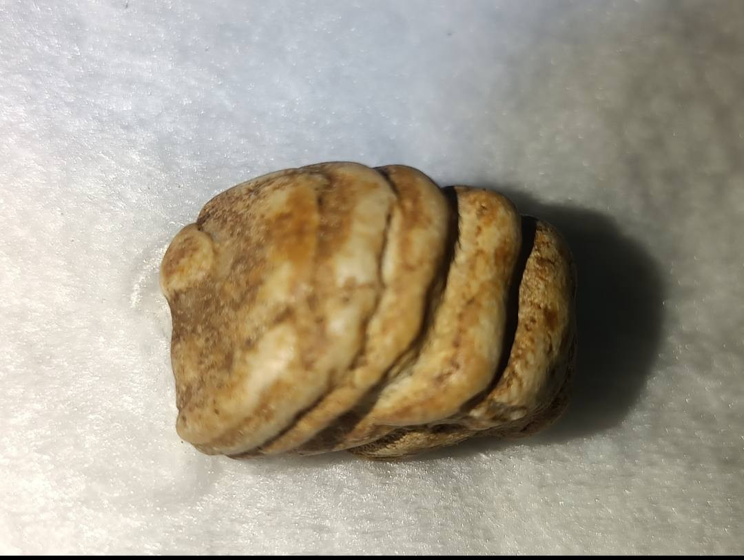 السلام عليكم اقدم اليكم احبتي تحفه خاصه عطف بري ملوي ذمه ذو روحانيه قويه عمله محبه  عطف تسهيل امر عقد السان يعني شغل عام للتصال ***********
