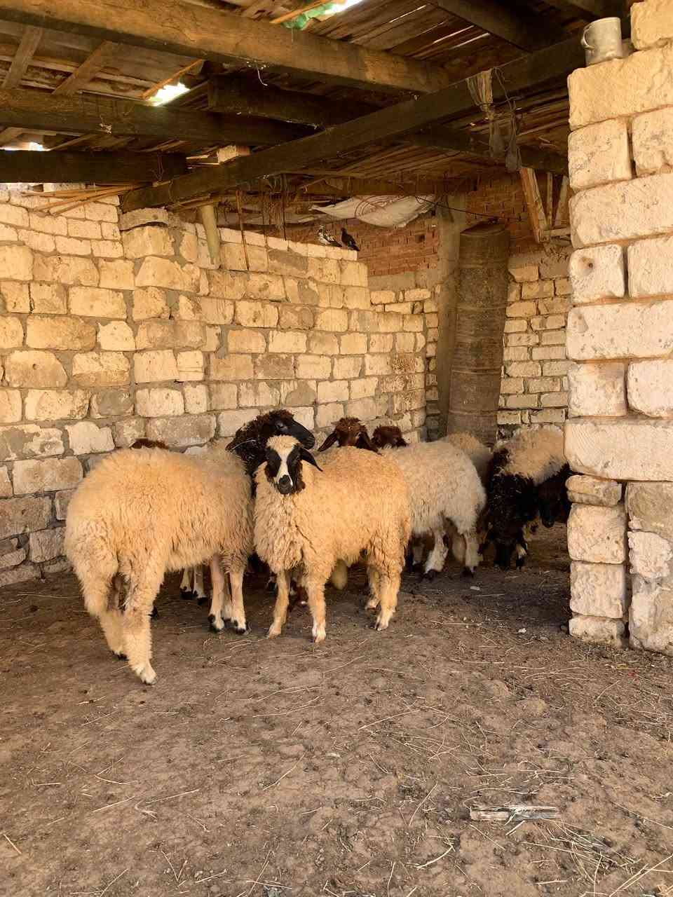 🔥 فرصة ما تتعوضش للمربين وأصحاب مشاريع التسمين 🔥

🐑 متاح 12 بدرية برقي حر
📅 العمر: 7 شهور
💪 صحة ممتازة وقوام قوي
🌿 جاهزين للتربية وإنتاج ممتاز بإذن الله
✅ سلالة برقي حر معروفة بقوتها وجودة إنتاجها

📍 العنوان:
الإسكندرية – العامرية – كينج مريوط

📞 للتواصل والاستفسار:
01108279388
عمر بشير

🚚 المعاينة على الطبيعة، والجادين يتواصلوا.
🌟 الحق العدد قبل ما يخلص… والرزق على الله.


**إذا كنت صاحب هذا الإعلان وتريد حذفه لأي سبب، رجاءا أرسل رسالة إلى الدعم الفني**