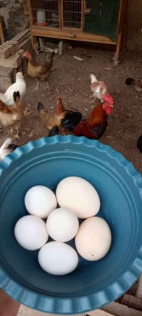 بيض عرب • للأكل والتفقيس • فقط بالحجز