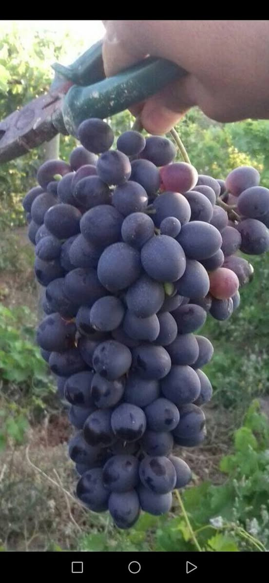 السلام عليكم يوجد اشجار عنب للبيع ***********
***********
