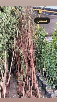 أشجار مثمرة • مشتل الأوسكار • توصيل داخل النجف