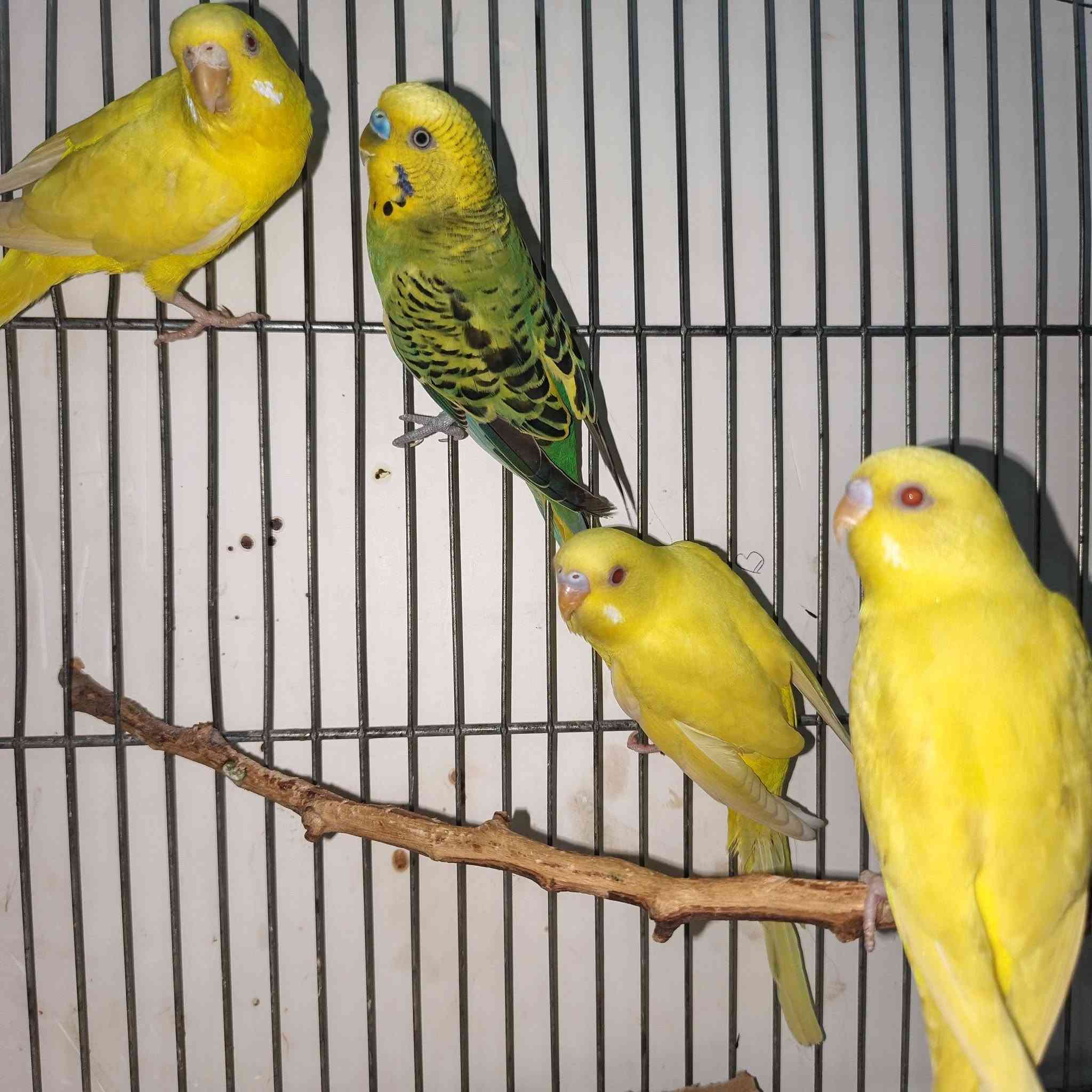 السلام عليكم عندي زوجين طيور الحب هوالنديات عيون حمر كلش حلوات وتغريدهن كلش حلو 🎶🦜اللبيع 🌳🦜


**إذا كنت صاحب هذا الإعلان وتريد حذفه لأي سبب، رجاءا أرسل رسالة إلى الدعم الفني**