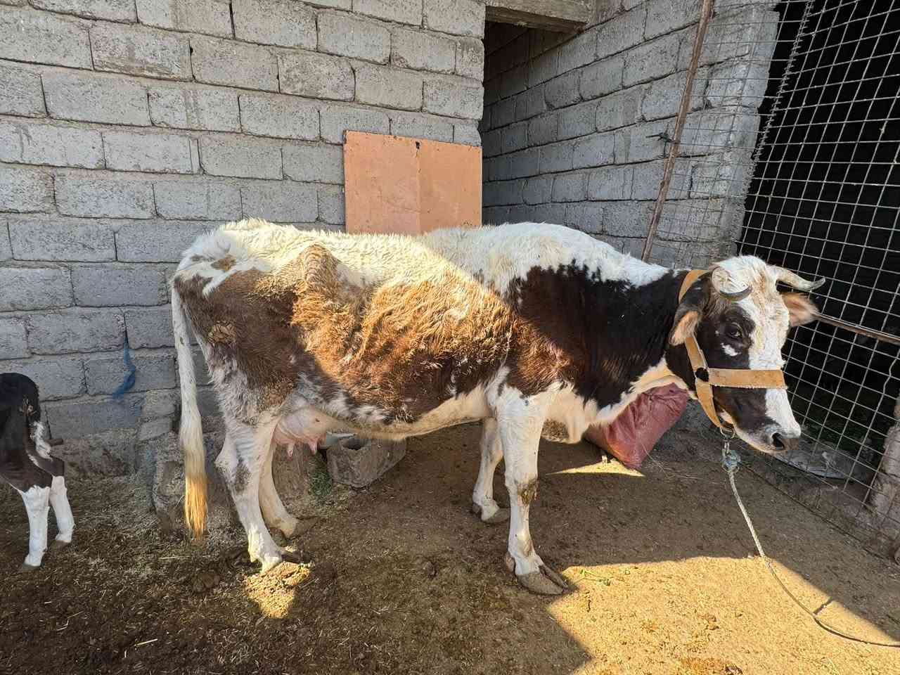 هايشه مال بيت مكفوله والده صار 4 اشهر حليب خير من الله مكفوله من اي عيب اعشار صار شهر تقريبا  -المكان اسديرة- الفياض 
 هاتف☎️ ‭***********
