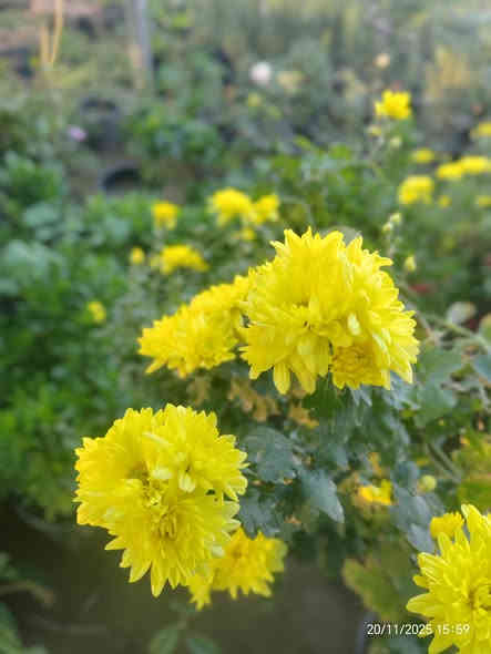 🌼 نبتة الداوودي متوفرة الآن! 🌼
✨ السعر: 3000 دينار فقط ✨

نبتة جميلة وتزهر لفترة طويلة، تضيف للبيت أو الحديقة لمسة ألوان مميزة 💛🌿
• مناسبة للشمس
• سهلة العناية
• شكل جميل ومظهر مرتب

📩 للطلب أو الاستفسار راسل الصفحة مباشرًا!

للتواصل (*********** /***********)

 موقع المشتل ( الحساوية مجاور ملعب الشعب)

وقت العمل العصر فقط من الساعة 3 الى اذان المغرب
بأدارة محمد عماد

#نباتات #داوودي #حديقة #ديكور #زهور #عروض
