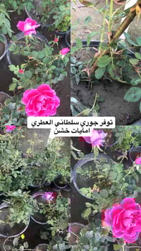 مشتل ابو علي الفراجي • ورد متنوع • سلمان باك