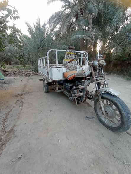 ستوته للبيع سنويه ورقيه مجفته توني رايدها ٤٠٠ وبيها مجال قليل عوزها ترتيب الاتصال على الرقم *********** المكان بابل الشوملي
