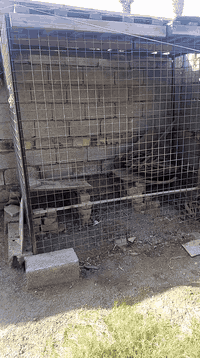 قنفات للبيع خمس قطع ثنين كبار ووحده وسط وكرسين بسعر 50 قفل قفص حديد للبيع بسعر 60  وبيه مجال للتواصل على الرقم ***********
