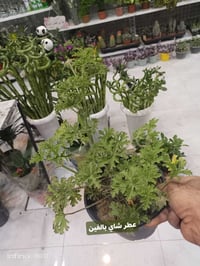 الرمادي العزيزية • مكان جديد • توصيل داخل الرمادي