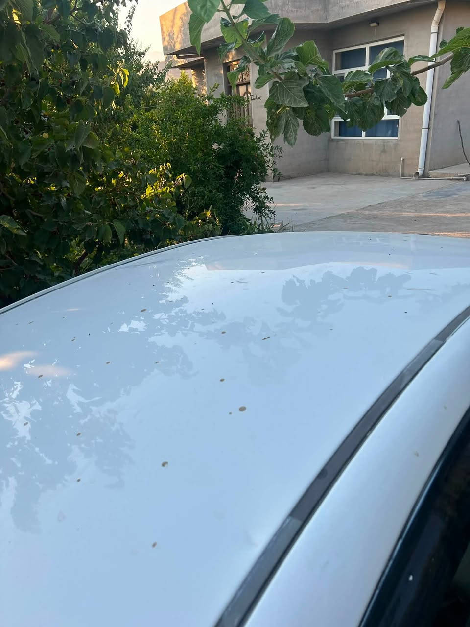 هۆندای ئەڤانتی 2008.     بڕاوە بڕاوە
سەیارەکە
ئاوێنە ئیشارەتە 
کوشن جڵدە 
شاشەیە 
کامێرایە 
سەیارە زۆر خاوێنە دەعمو و لێدراو و چاڵ و شوخت بەشەرت
کەڤەری نەگۆڕاوە 
سەخفی بۆیاغی نییە بە شەرت 
گێر و مەکینە و تەبرید بەشەرت 
ناو داخیلیەکی زۆر جوانی هەیە 
ڕۆشتوو.                                                                  کم170000
ژ.م ***********
شوێن قەڵادزێ
