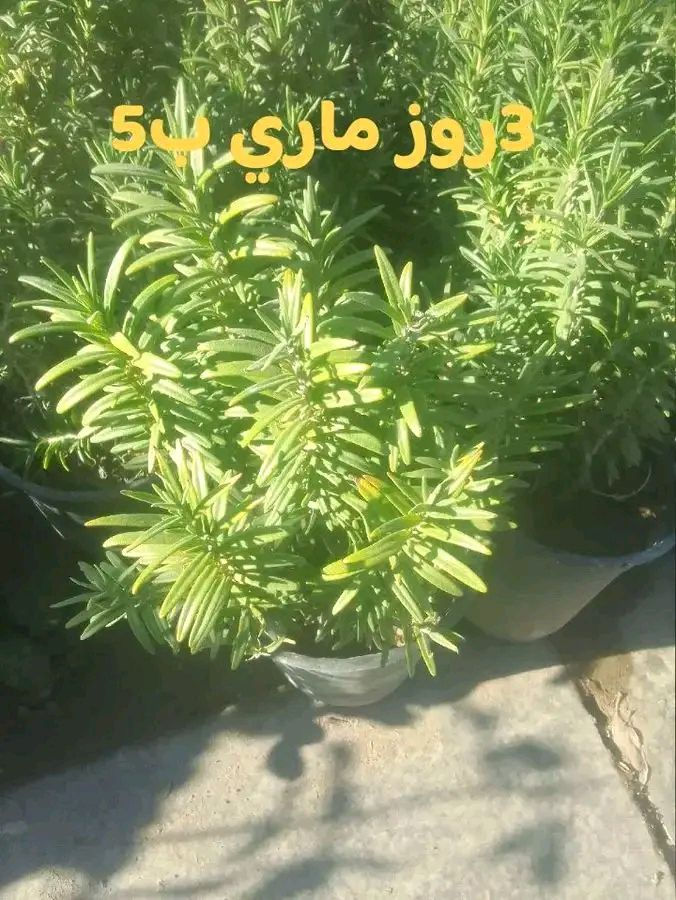 للطلب*********** واتساب
التوصيل داخل بغداد فقط
