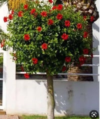 ورد الجمال • مشتل المهندس • الدبينية