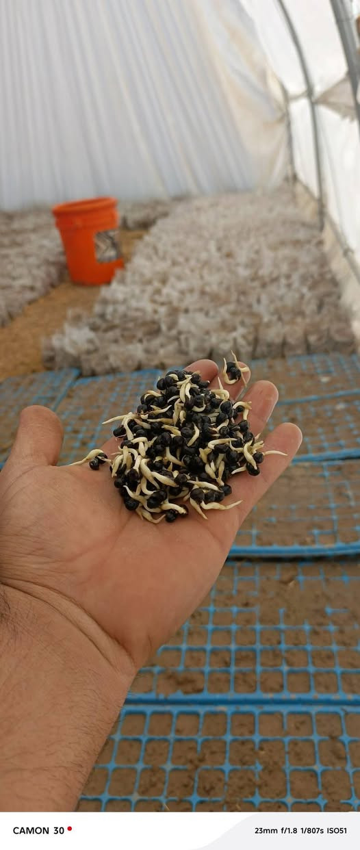 4 هەزار  شەتڵی بامێی دوانزە ئیمام بە شەرت بەردەستە  . لەگەڵ باینجان و بیبەری تون . گەیاندن هەیە   هەرکەس خوازیار بوو  ئەتوانین بۆی بنێرین


**إذا كنت صاحب هذا الإعلان وتريد حذفه لأي سبب، رجاءا أرسل رسالة إلى الدعم الفني**