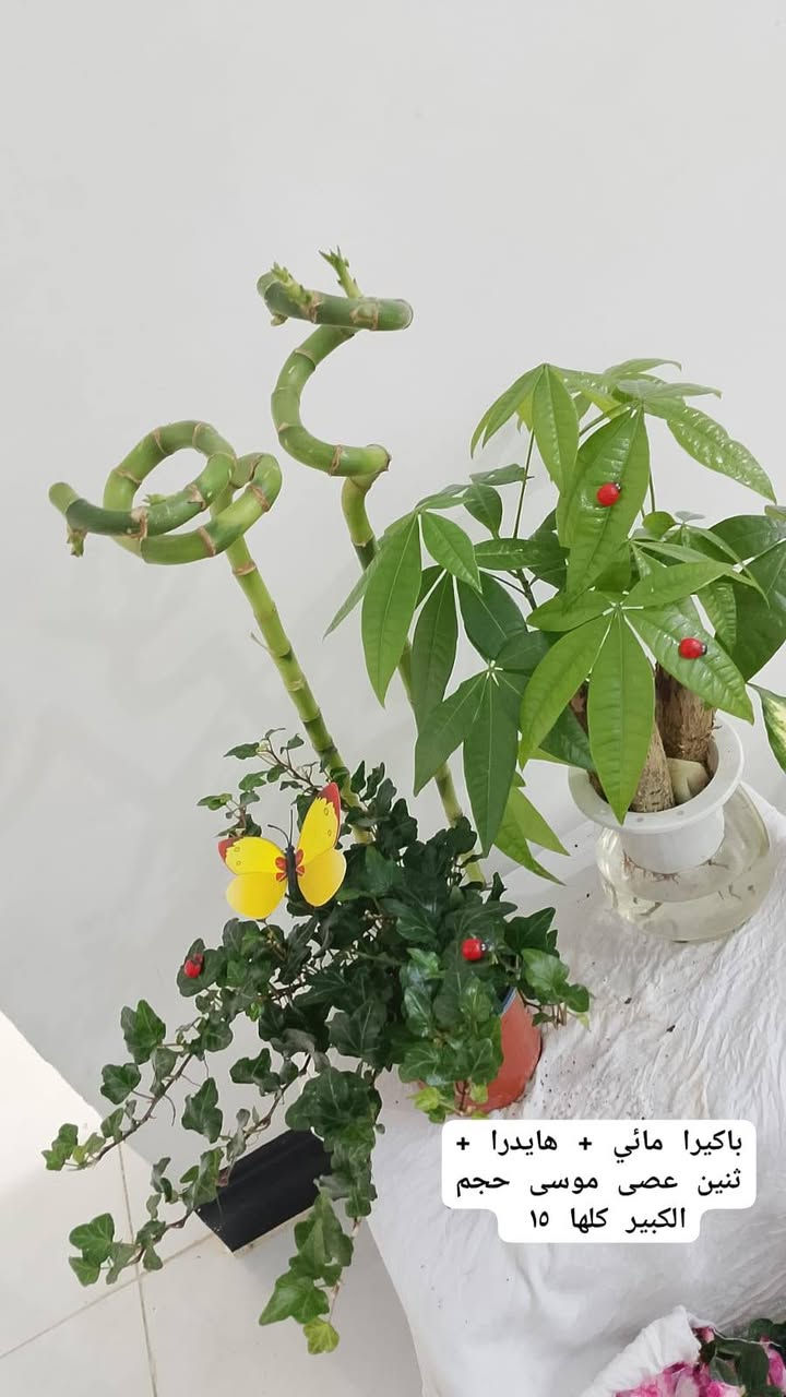 عروض خاصه توصيل داخل كركوك


**إذا كنت صاحب هذا الإعلان وتريد حذفه لأي سبب، رجاءا أرسل رسالة إلى الدعم الفني**