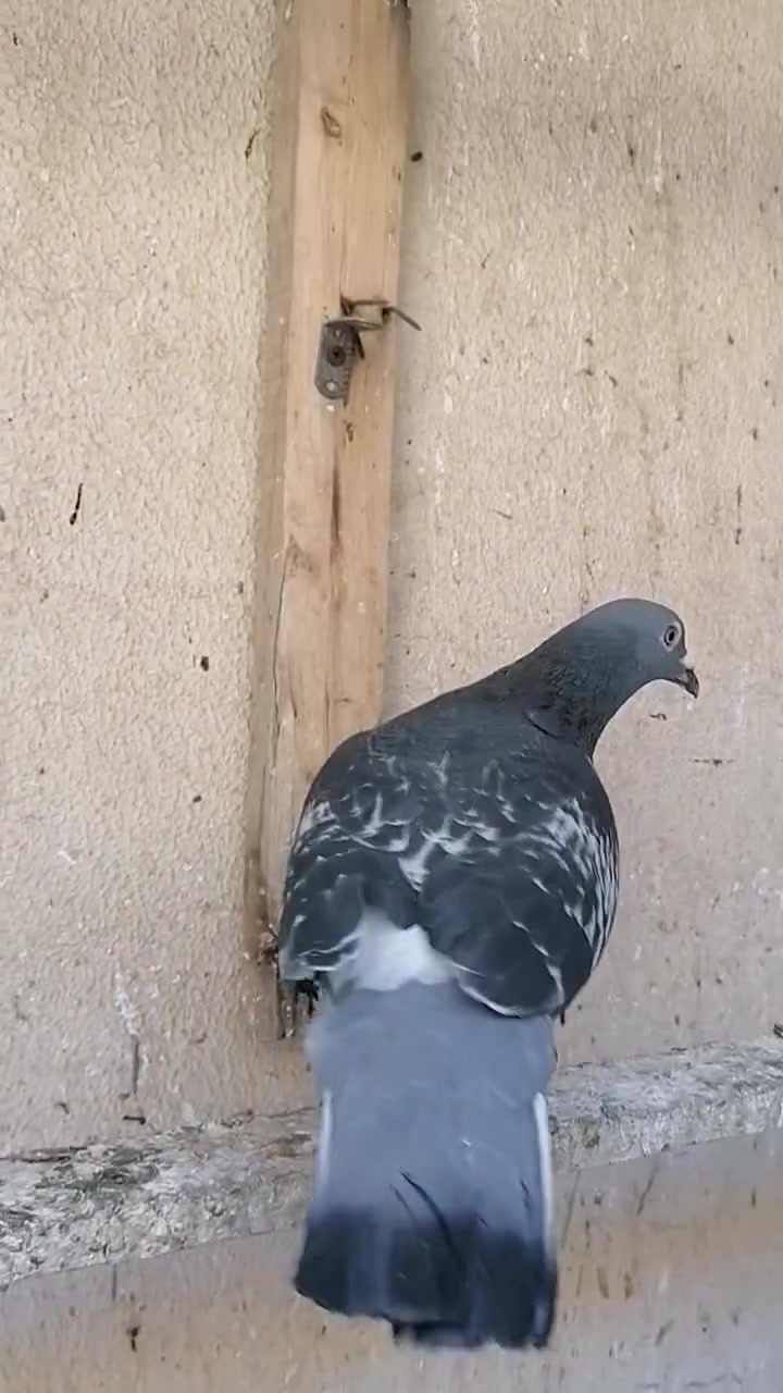 زوج فحله مال سباق ***********

