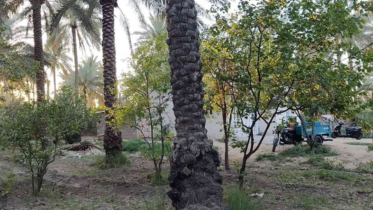 بستان طابو سند 25 تحويل مباشر للمشتري موقع حصوة عون شارع الخطاطبه مساحه دونمين مع بيت مساحه 110 متر سعر البستان 280 مع المجال للمشتري تبعد عن التبليط 600 متر خدمات كامله منطقة سكنيه جميله جدا وسعر ممتاز ومناسب 
***********
