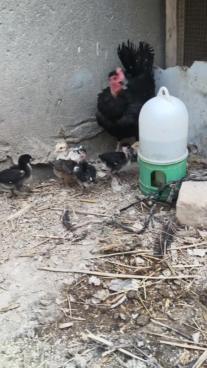 السلام عليكم دجاجه هي و افراخها عددهم 6 عمرهم سبوعين سعرهم 30 و بيها مجال قليل مكاني الهوير


**إذا كنت صاحب هذا الإعلان وتريد حذفه لأي سبب، رجاءا أرسل رسالة إلى الدعم الفني**